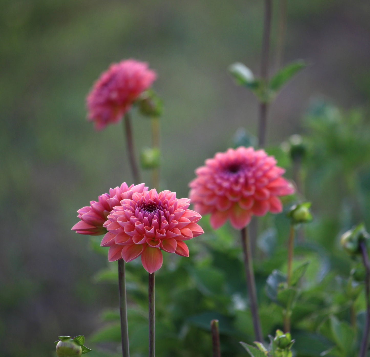 Orange Breeze*