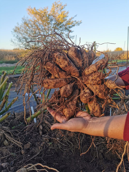 Tuber Dividing Workshop