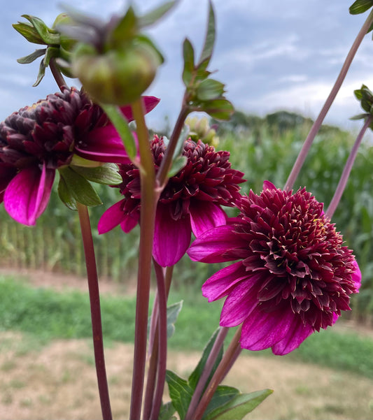 Aubergine